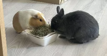 romanne pet sitter à Villeneuve les Maguelone 34750