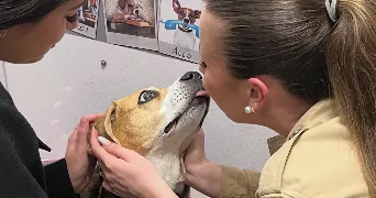 lola pet sitter à LA ROCHELLE 17000