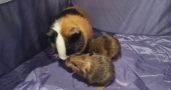 amélie pet sitter à CHARVIEU CHAVAGNEUX 38230_3