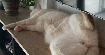 audrey pet sitter à ANNECY 74960_0
