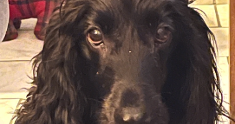 gurvann pet sitter à LORIENT 56100_3