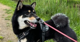 maela pet sitter à Auxonne 21130_5