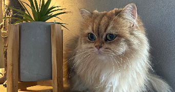 myriam pet sitter à INGLANGE 57970_8