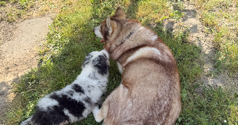 tressy pet sitter à DROUE 41270_1