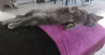 juliette pet sitter à LILLE 59160_3