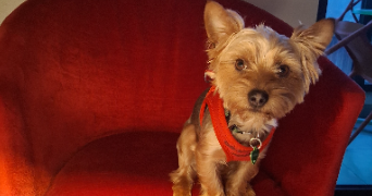 laura dog sitter à AGNEAUX 50180_2