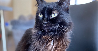 elodie cat sitter à BEUZEVILLE 27210_8