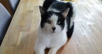 fernande pet sitter à Staffelfelden 68850