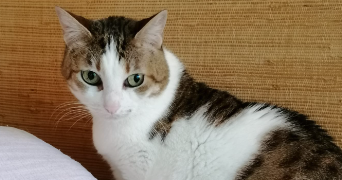 anna pet sitter à VERSAILLES 78000_1