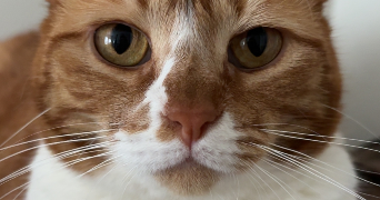 antoine pet sitter à Amiens 80000_1