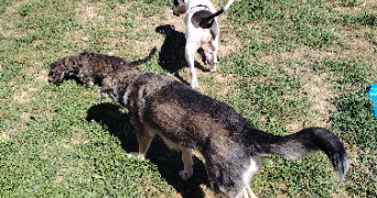 pierrine pet sitter à ARLAY 39140_1