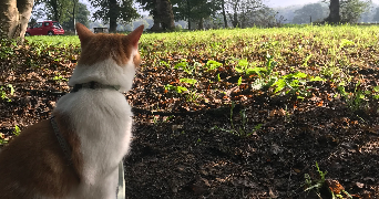 Lucille pet sitter à BORDEAUX 33000_2