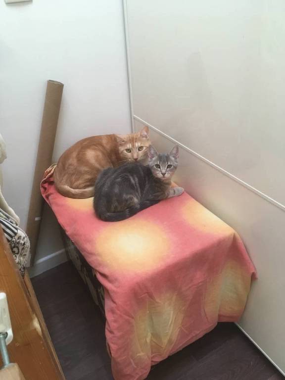 Stéphanie pet sitter à Toulouse 31200_2