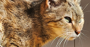 sophia pet sitter à PARIS 20 75020_2
