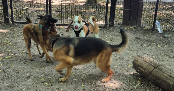 dusan pet sitter à VAUJOURS 93410_3