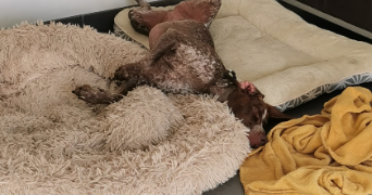 maude pet sitter à BREGY 60440_5