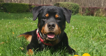wendy pet sitter à GRAULHET 81300_2