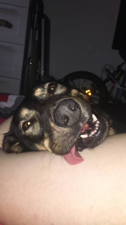 Marion pet sitter à Mérignac 33700_1