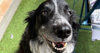 léa pet sitter à BRUSSIEU 69690_4