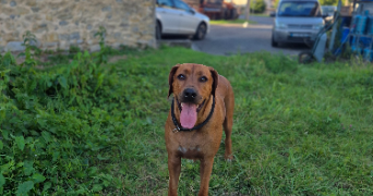 elsa pet sitter à VILLER 57340_3