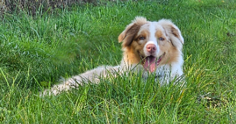 audrey pet sitter à ST ANDRE SUR ORNE 14320_2