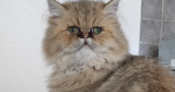 pascal pet sitter à BEAUZELLE 31700_2
