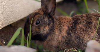sarah pet sitter à LONS LE SAUNIER 39000_1