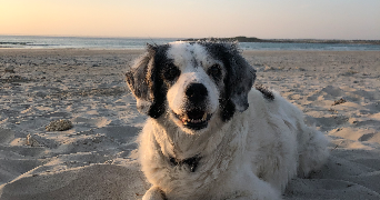 prune pet sitter à ANGERS 49000_4