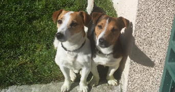 xavier pet sitter à SEVRAN 93270_0