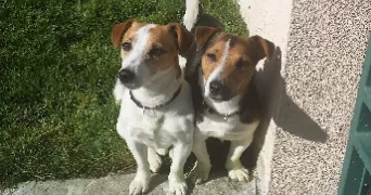 xavier pet sitter à SEVRAN 93270