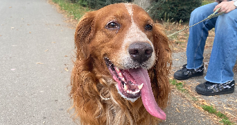 eva pet sitter à Amiens 80000_3
