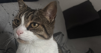 clara pet sitter à AMIENS 80090_3