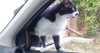 pri pet sitter à VILLENEUVE LES AVIGNON 30400_6