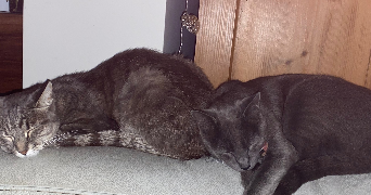 rose pet sitter à PARIS 10 75010_1