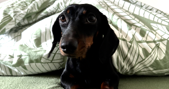 lucie pet sitter à ABSCON 59215_3