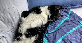 valérie pet sitter à BREAL SOUS MONTFORT 35310_3