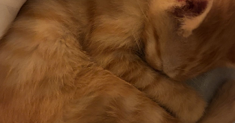 elyne pet sitter à VALENCIENNES 59300_6