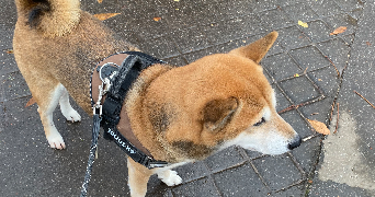 margot pet sitter à ARGENTEUIL 95100_2