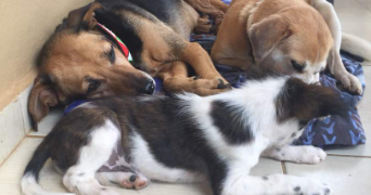 claudine pet sitter à TOULON 83000_3