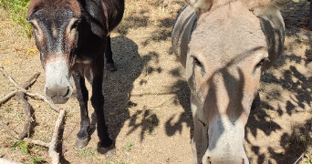 elodie pet sitter à CHATENAY MALABRY 92290_5