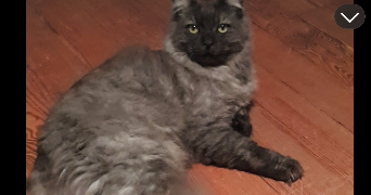 salomé pet sitter à TRECLUN 21130_5