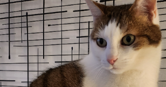 ingrid cat sitter à BONSECOURS 76240_2