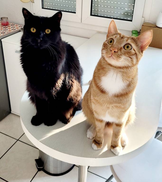 Lucile pet sitter à Ernolsheim-Bruche 67120_8