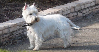 marie-hélène pet sitter à CUGNAUX 31270_4