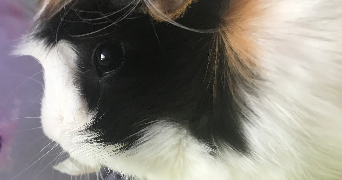 manon pet sitter à ST GENIS LAVAL 69230_3