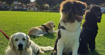 nathalie pet sitter à LESQUIN 59810_2