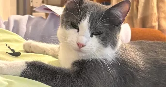 lorelei pet sitter à GRENOBLE 38100