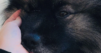 ysaline pet sitter à Lyon 69007_0