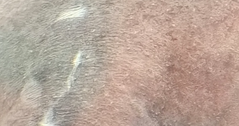 jessica pet sitter à POUILLY SOUS CHARLIEU 42720_1