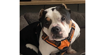 marie pet sitter à PONTAULT COMBAULT 77340_10